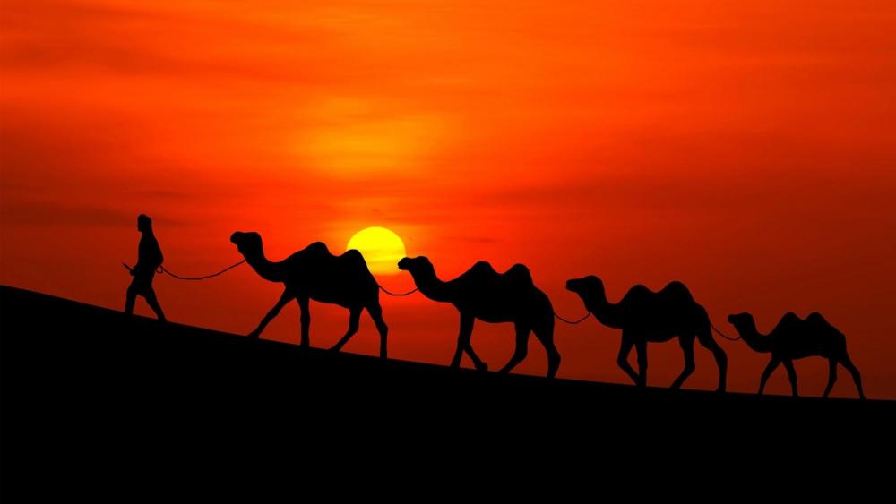 Camel caravan in  the sunset wallpaper