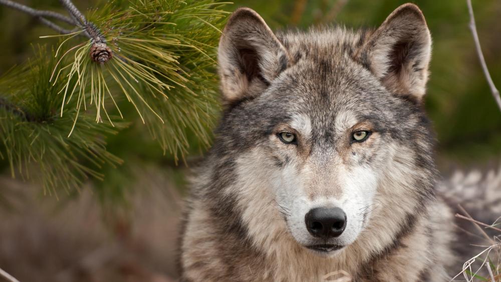 Gray wolf wallpaper - backiee