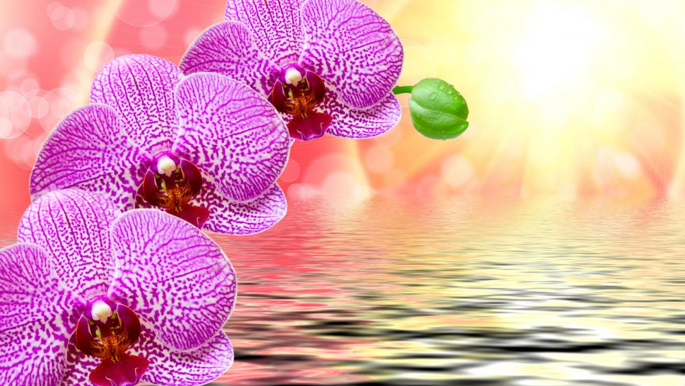 Orchid flower art wallpaper