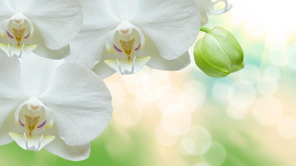 White Orchid wallpaper