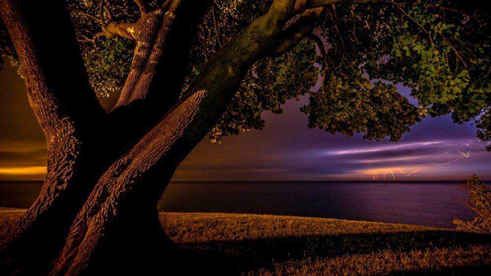 Lone tree in the storm - Lake Ontario wallpaper