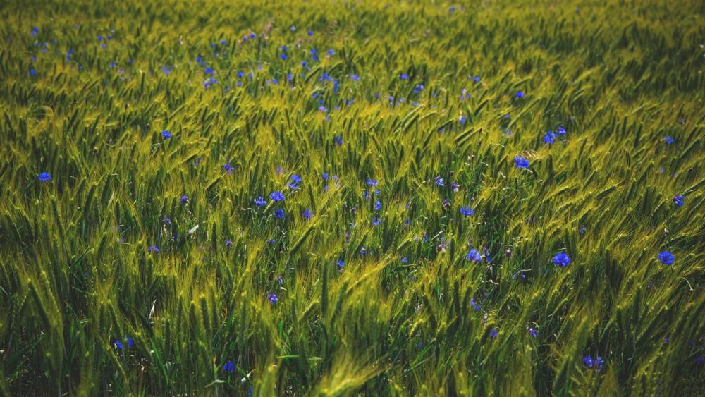 Cornflower in barley field wallpaper