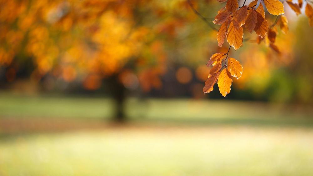Yellow fall foliage wallpaper