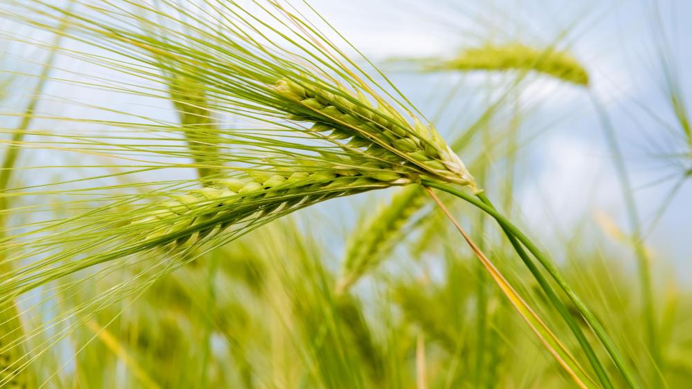 Barley crop close up photo wallpaper