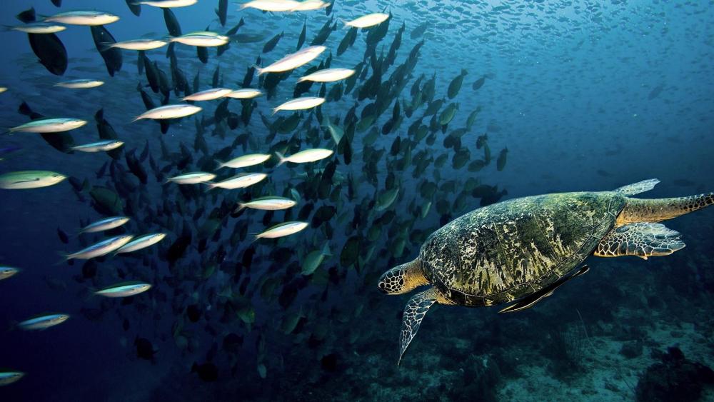 Schools of fish with a sea turtle wallpaper