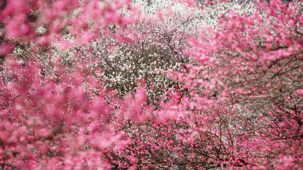 Japanese cherry blossom wallpaper