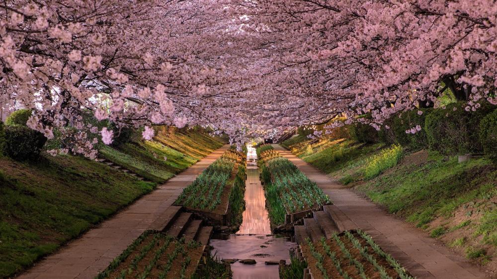 Japan cherry blossom wallpaper