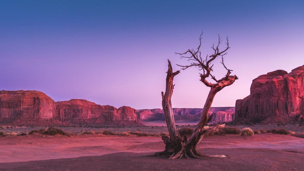 Dried tree at Oljato-Monument Valley wallpaper