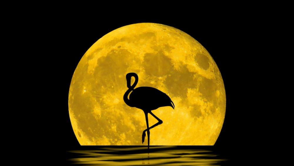 Flamingo silhouette in the full moon wallpaper