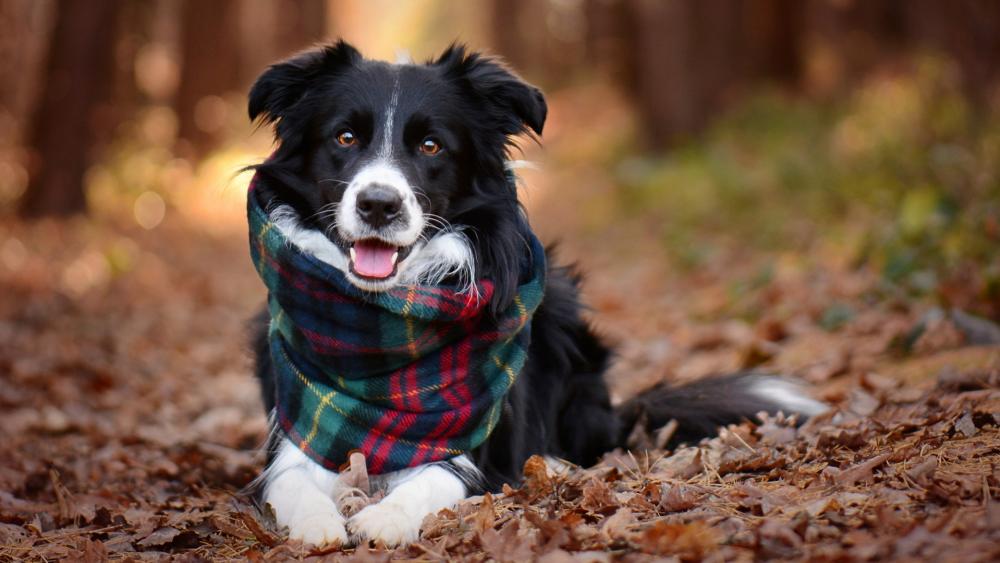 Border Collie in scarf wallpaper