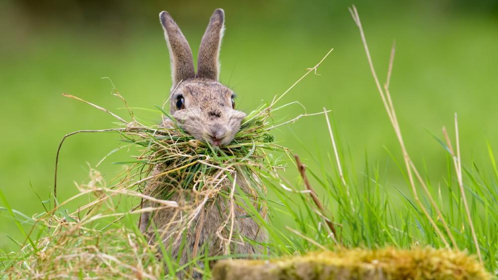 Hare wallpaper