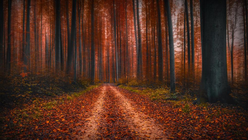 Forest pathway at fall wallpaper