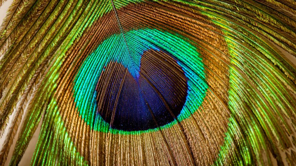 Colorful peacock feather wallpaper