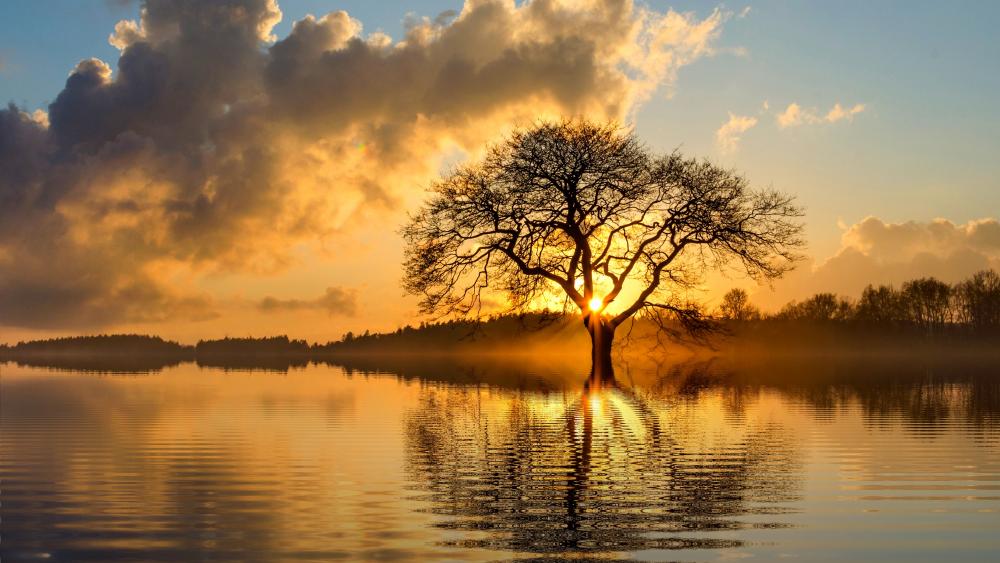 Lone tree at sundown wallpaper