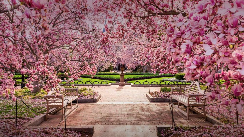 Cherry blossom in National Mall (Washington DC) wallpaper