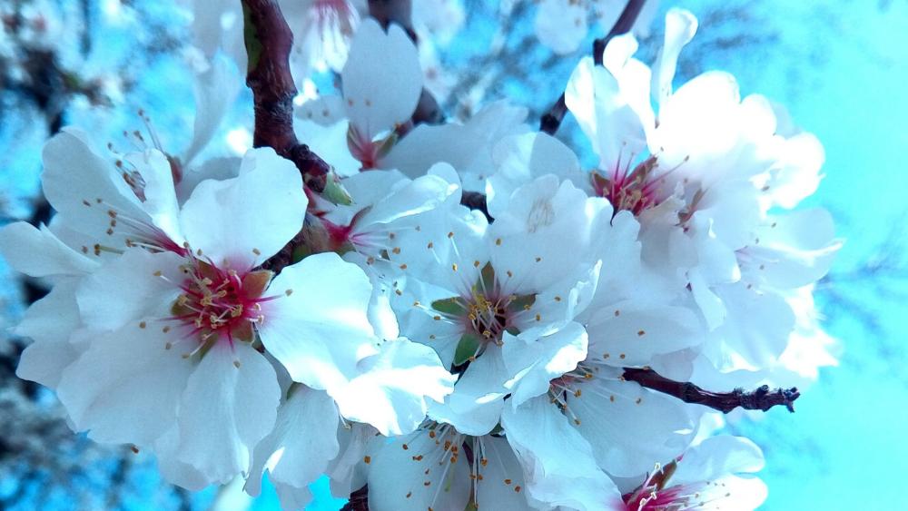 Apricot tree blossom wallpaper - backiee