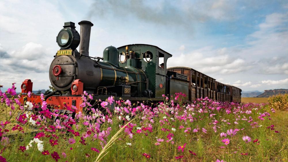 Steam locomotive in a spring field wallpaper