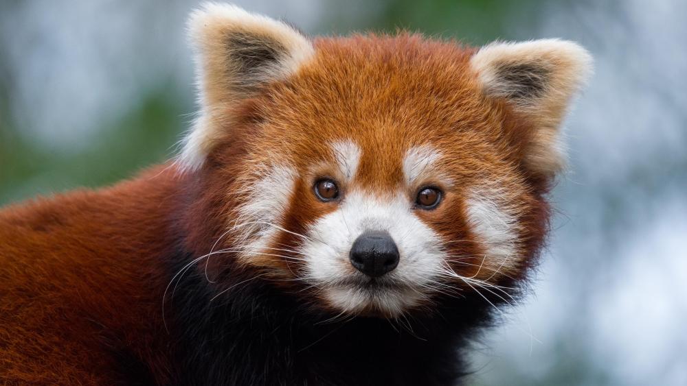 Cute Red Panda - Backiee