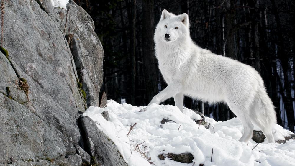 Alaskan tundra wolf wallpaper
