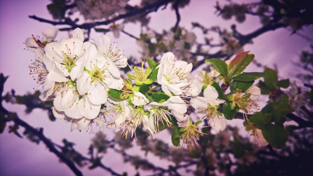 Blooming twig wallpaper