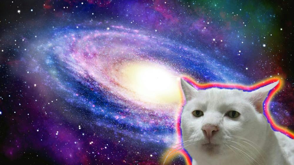 Serious cat in Space wallpaper