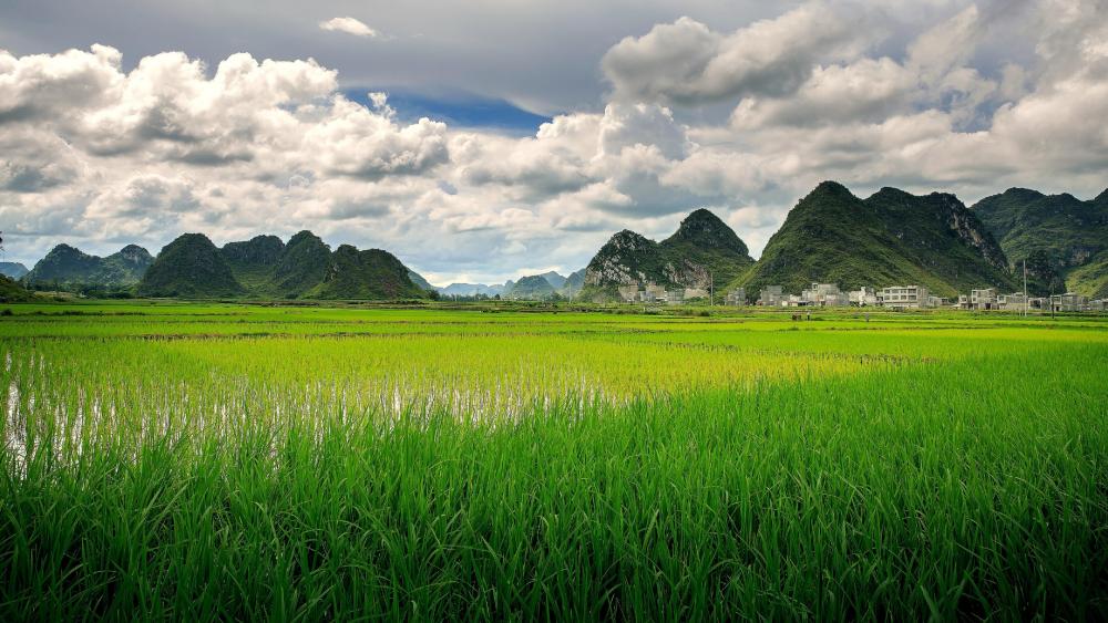 Paddy field in China wallpaper