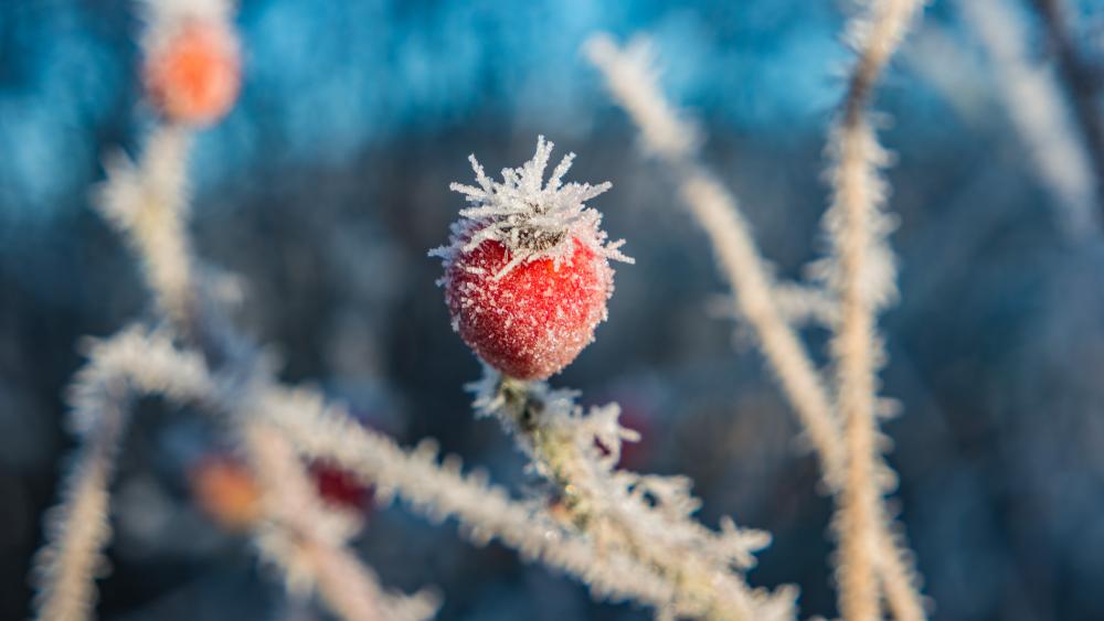 Freezing wallpaper