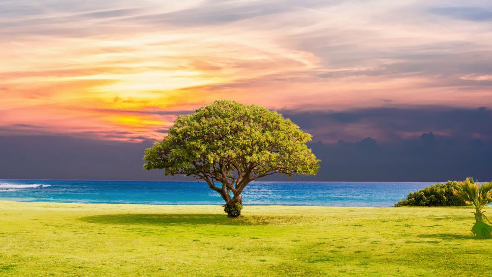 Lone tree in the shore wallpaper