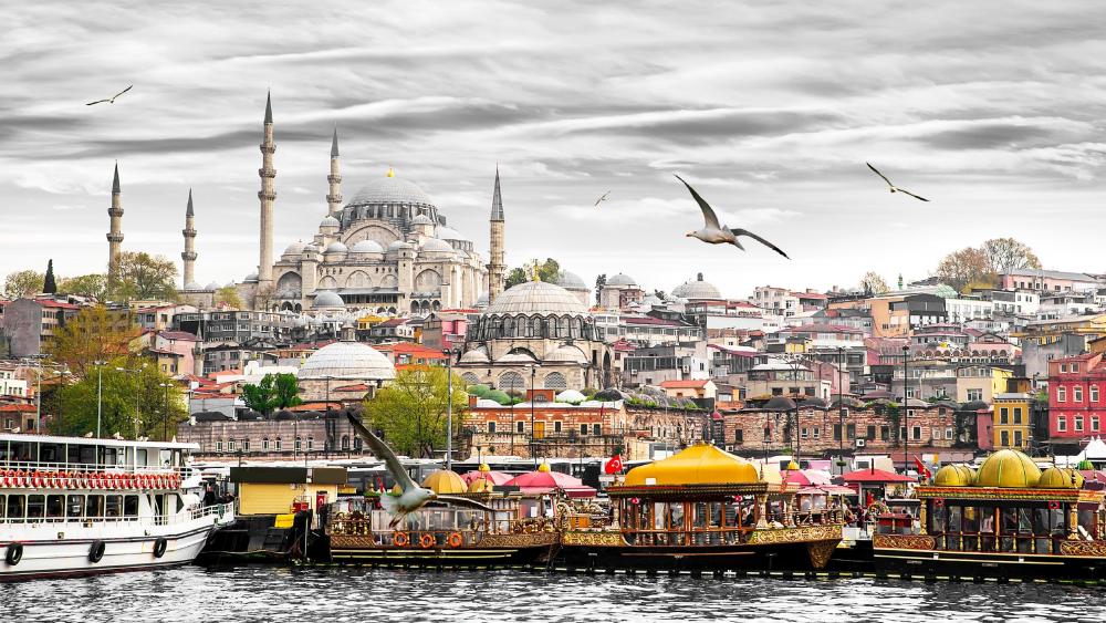 Seagulls in Istanbul wallpaper