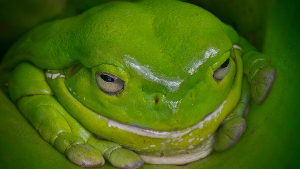 Green frog wallpaper