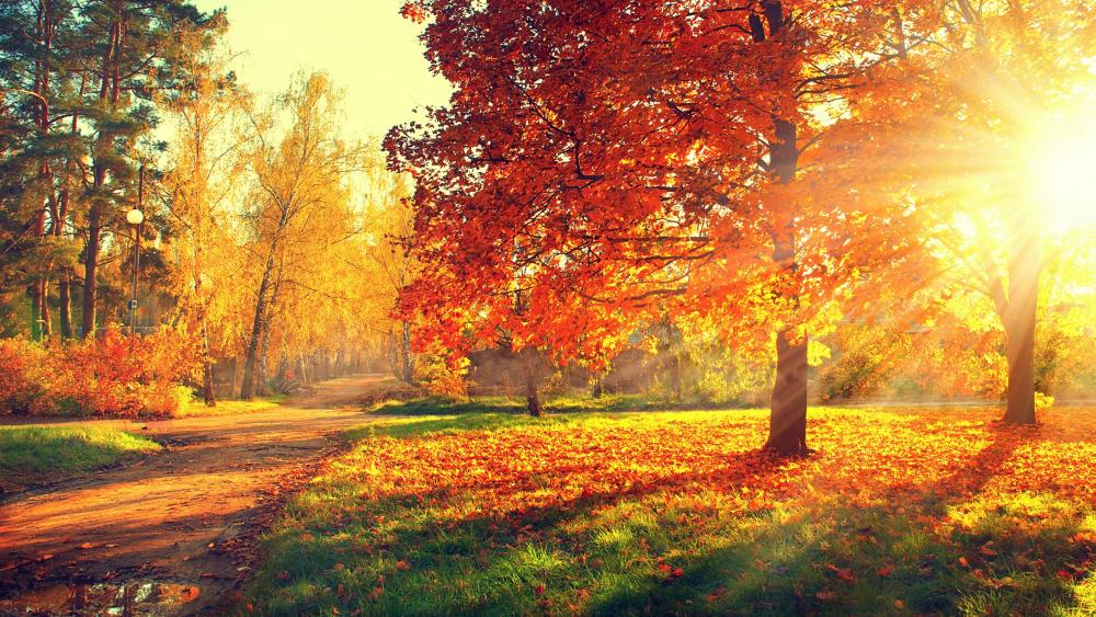 Autumn sunshine wallpaper