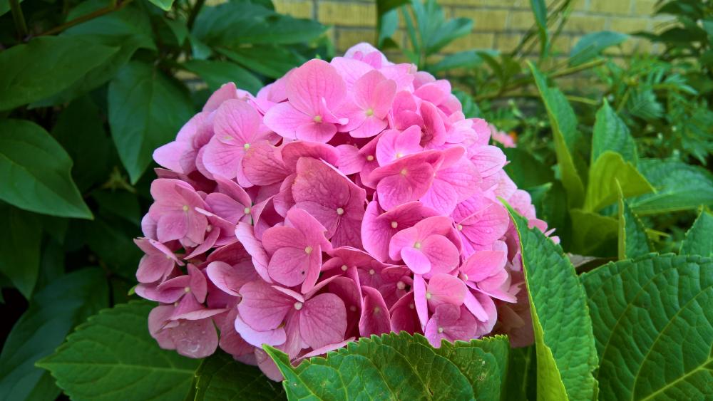 Pink Hydrangea - backiee