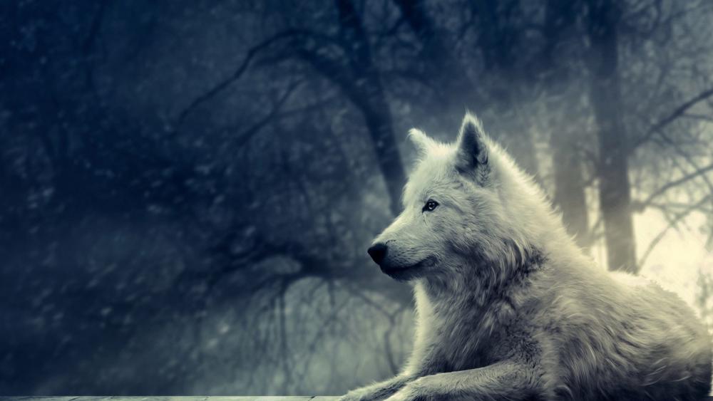 White wolf wallpaper