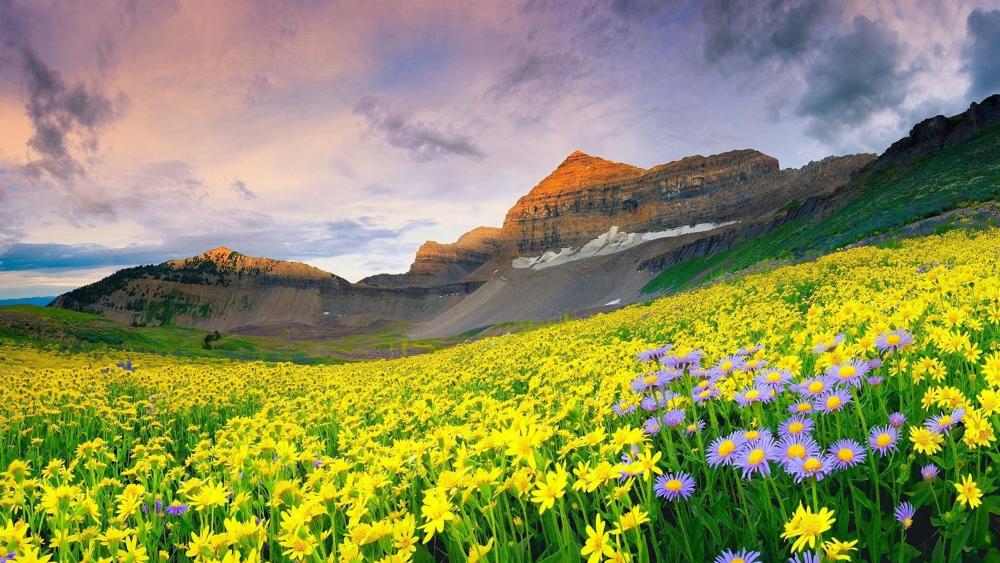 Valley of Flowers National Park wallpaper