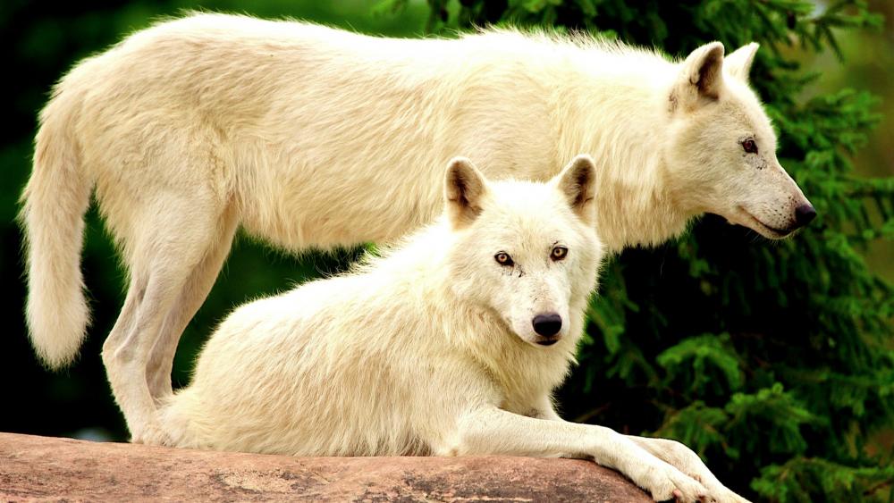 White wolves wallpaper