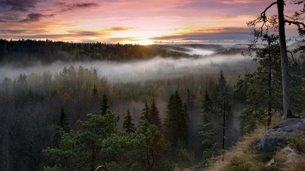 Misty morning in Nuuksio National Park, Finland wallpaper