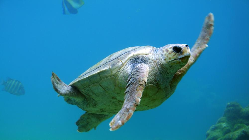 Turtle wallpaper