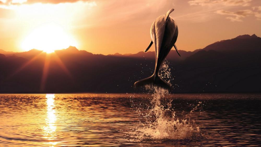 Dolphin in the sunset wallpaper