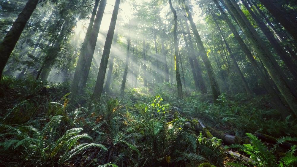 Sunlight in the jungle wallpaper