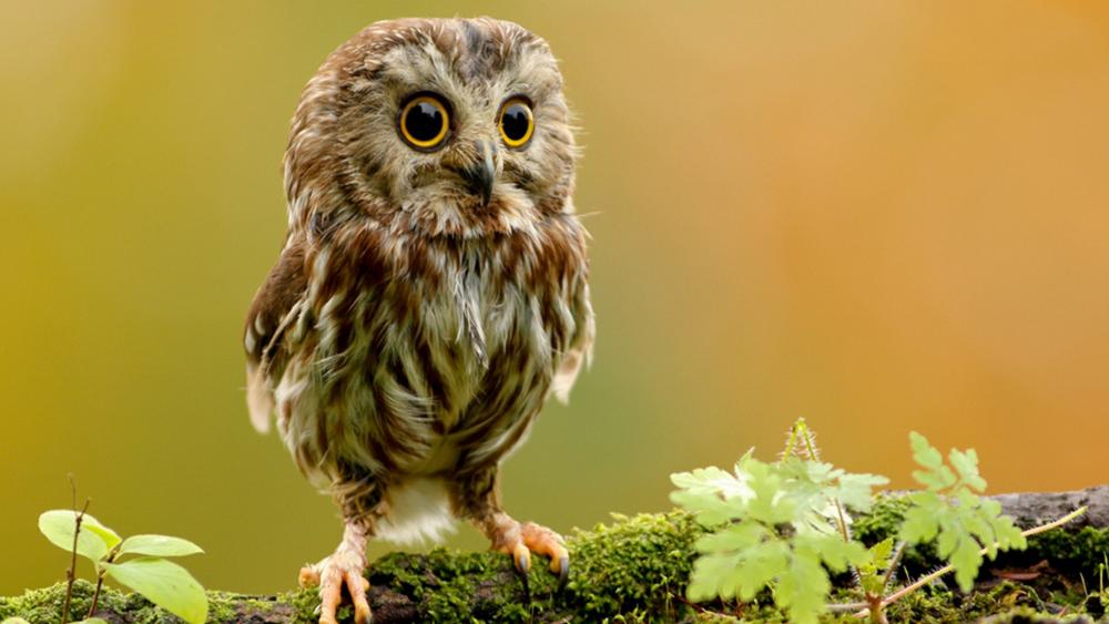 Cute owl looking toward wallpaper