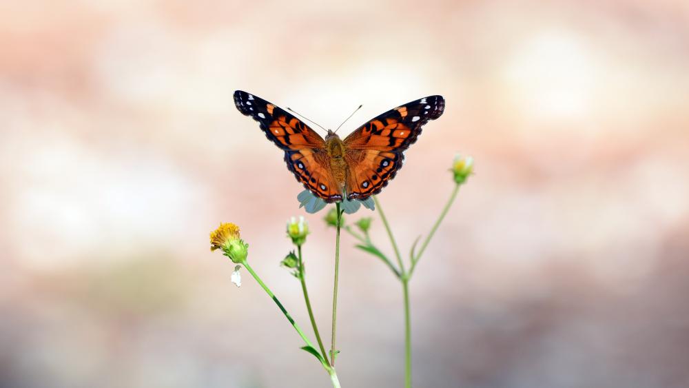 Monarch butterfly wallpaper
