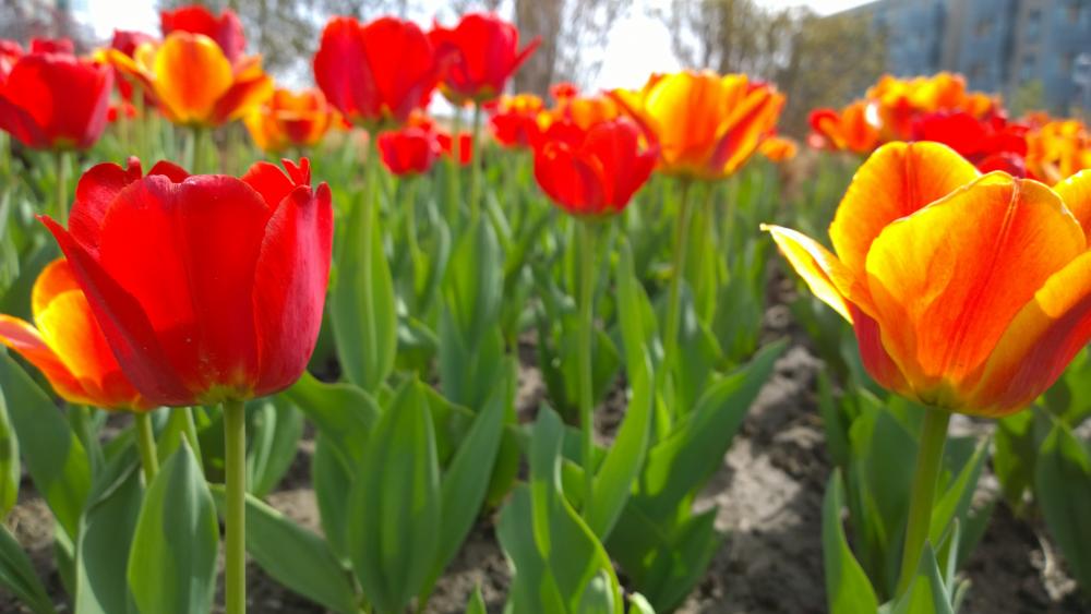 Tulips wallpaper