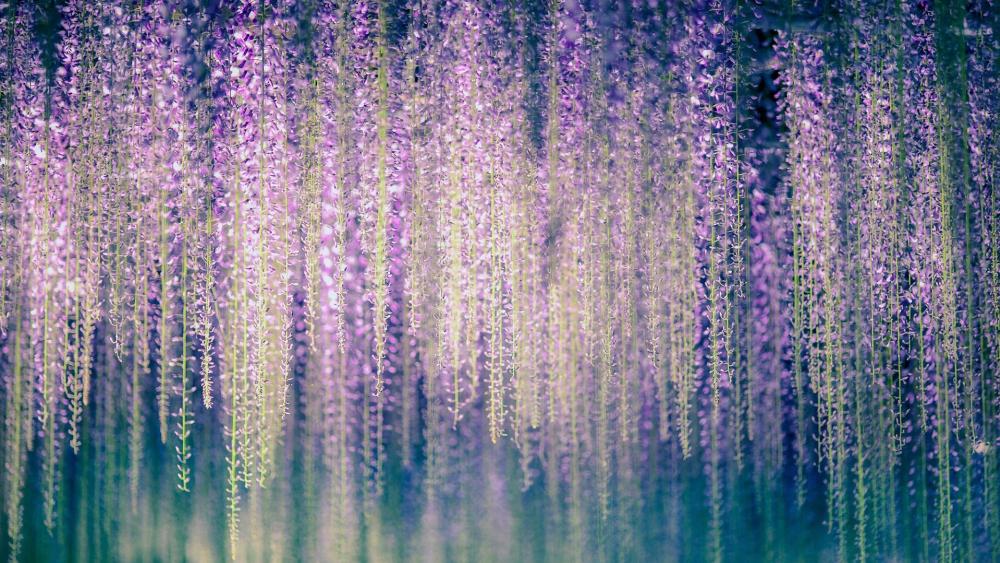 Japanese wisteria wallpaper