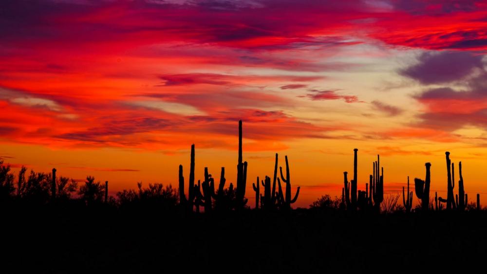 Cacti sunset silhouettes wallpaper