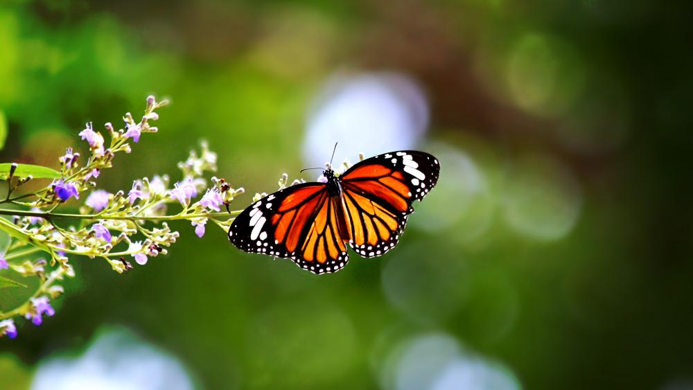Common tiger butterfly wallpaper