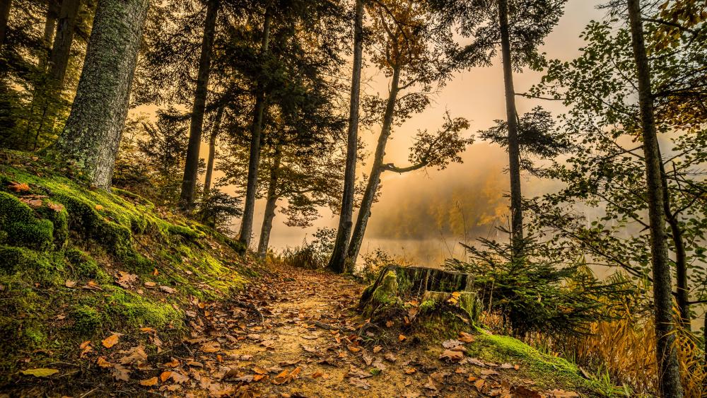 Riverside forest path wallpaper