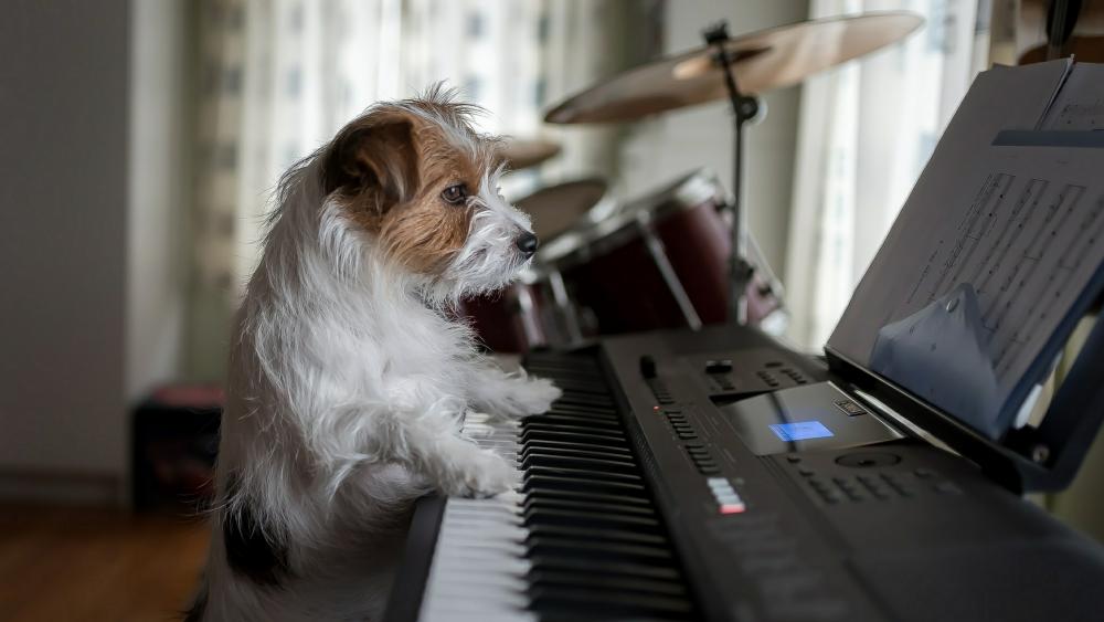 Pianist Jack Russell Terrier wallpaper