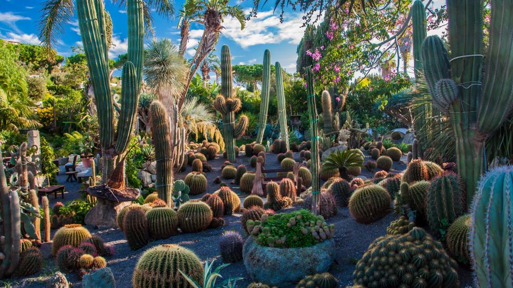 Cactus in the garden wallpaper