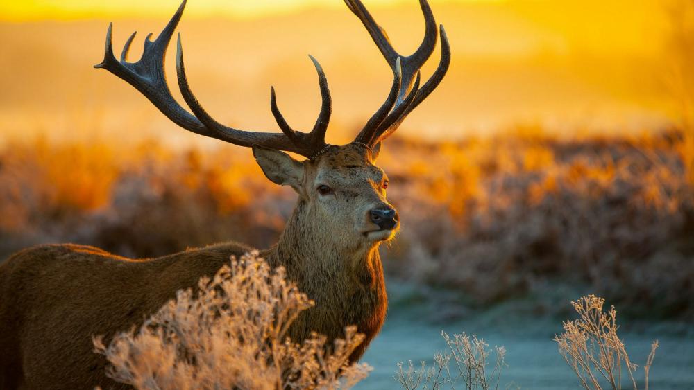 Beautiful deer wallpaper