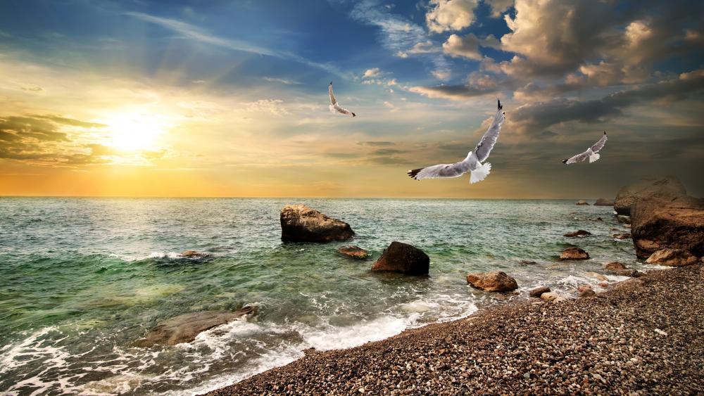 Seagulls over the water in the glowing sunrise wallpaper